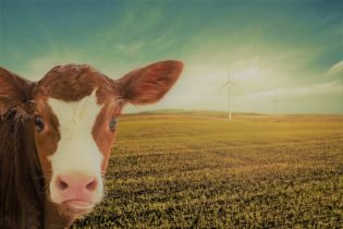 Climate change causes