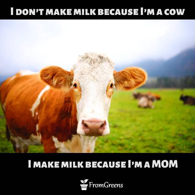 Inspirational quotes for animal rights