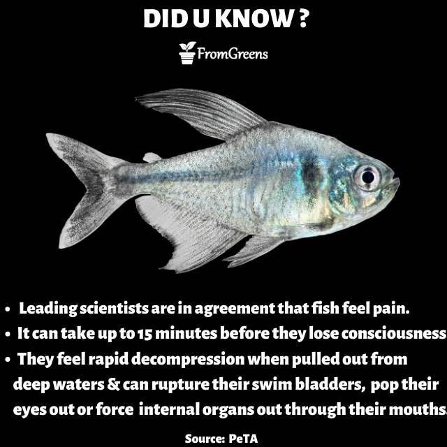 Animal rights - Did you know fish facts